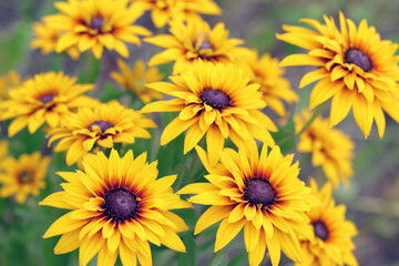 Bright yellow Rudbeckia blossoms with dark centers. Ideal for floral backgrounds, eco themes, or natural design elements.