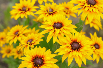 Close-up of vibrant yellow Rudbeckia flowers in full bloom. Bright natural background for summer, nature, or floral-themed designs.