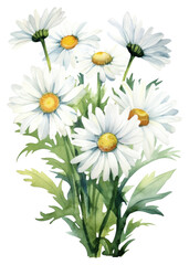 Obraz premium PNG Daisy bouquet daisy flower plant.
