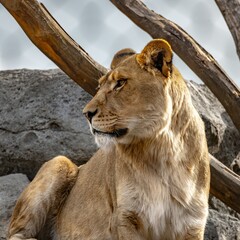 Lions