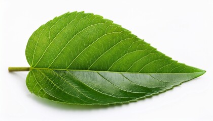 Obraz premium green leaf on a white background