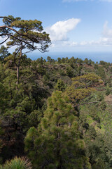 La Palma island Canary archipelago Spain mountain landscape North of the island Pinus canariensis...