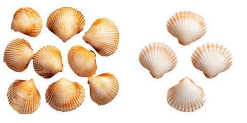 Collection of Beautiful Sea Shells with Detailed Textures and Natural Colors