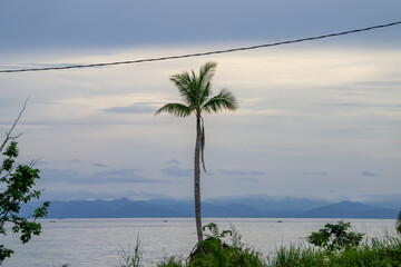 A single palm tree stands tall by the sea with distant mountains under soft pastel sky