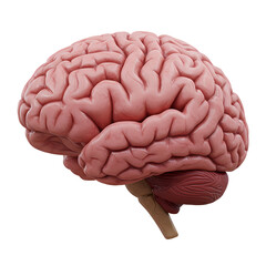 Human Brain Anatomy 3D Model on transparent background
