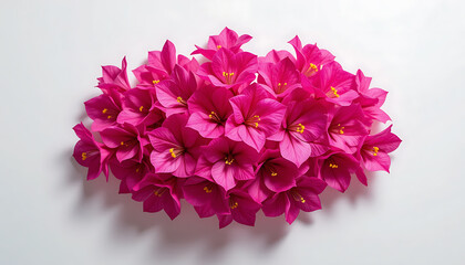 Fototapeta premium Arrangement of Bright Pink Flowers on White Background Top View
