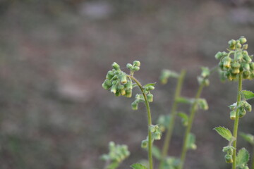 Primula veris plant flower. Its other names cowslip, common cowslip and  cowslip primrose. This is a herbaceous perennial flowering plant in the primrose family Primulaceae.
