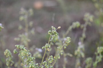 Primula veris plant flower. Its other names cowslip, common cowslip and  cowslip primrose. This is a herbaceous perennial flowering plant in the primrose family Primulaceae.
