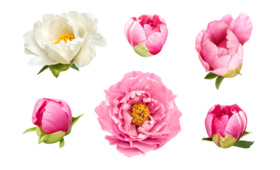 pink and white peony flowers buds and leaves set isolated on white background