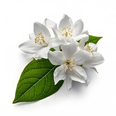 Obraz premium Jasmine Branch with Blooming White Flowers Isolated on Background, Fragrant Floral Element for Design, Botanical Decoration, Aromatic Plant Close Up, Natural Beauty, Spa and Wellness Concept