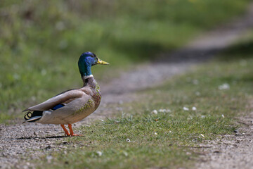 A male duck (Mallard) with a colourful blue head, standing on a footpath, on a sunny day