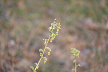 Primula veris plant flower. Its other names cowslip, common cowslip and  cowslip primrose. This is a herbaceous perennial flowering plant in the primrose family Primulaceae.