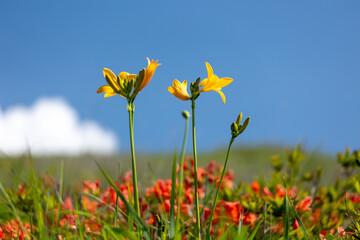 夏の青空に向かって咲くニッコウキスゲとレンゲツツジ2