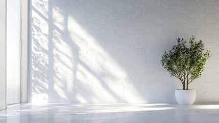 Sunlit minimalist room, plant, white wall, interior design, home decor