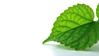 Fototapeta premium intricate details of leaf veins against white background, organic, natural, isolation
