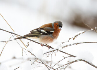 Chaffinch (Fringilla coelebs) sits on a dry blade of grass in winter
