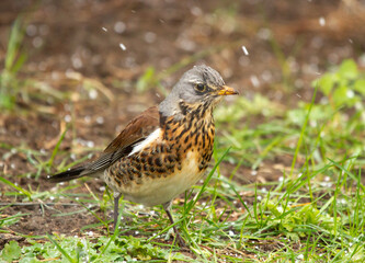 Fieldfare (Turdus pilaris) stands on the ground under snowfall