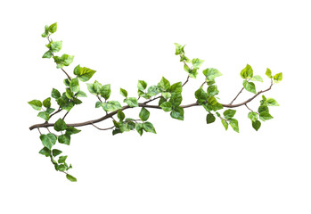 Natural elements isolated vibrant green leaves scene isolated on transparent background, png