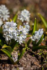 Blooming white Puschkinia flowers (Puschkinia scilloides) in early spring, showcasing delicate petals and vibrant blue markings on soft, slender stems in a natural garden setting.