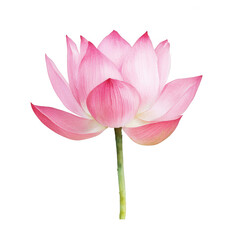 Beautiful lotus flower with pink petals, showcasing delicate layers and a graceful stem. Perfect for nature-themed projects or design elements.