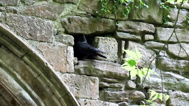 Two crows, couple landing and taking off from their hole in stone wall, probably feeding their baby crows.