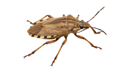 Isolated Brown Stink Bug