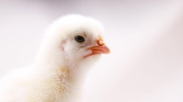 chick squeaks loudly, calling its mother hen