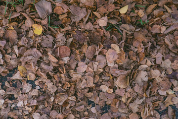 Pile of leaves on the ground