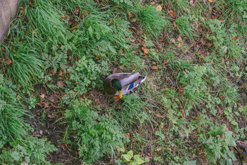 Duck is standing in a grassy area with some weeds