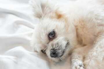 Dog sleep lies on bed in bedroom at home or hotel
