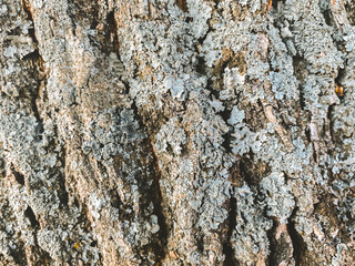 The bark of a tree is covered in a layer of moss