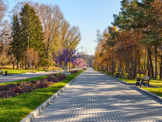 Alley of the city park in Novosibirsk.