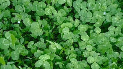 Clover view on top. Carpet of natural clover. Natural grass background. Wild clover