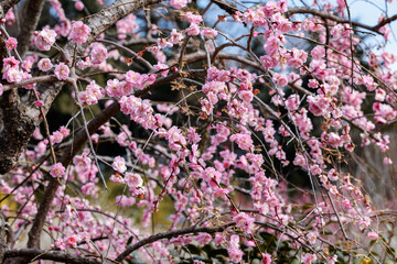 Fototapeta premium Beautiful Japanese apricot blossoms that bloom in early spring ‘Shidareume’.