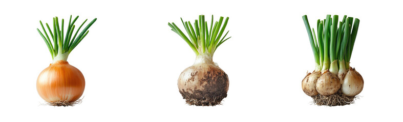 Harvesting fresh onions in organic farm nature. Cut out png set