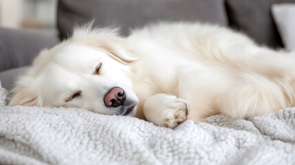 Fototapeta premium Fluffy white dog sleeping soundly