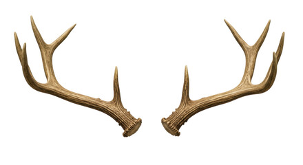 Isolated Deer Antlers