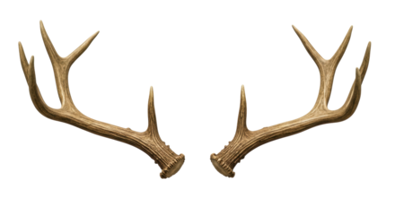 Isolated Deer Antlers