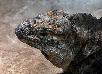 Corned iguana`s head. 