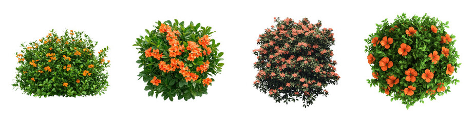 Lush Orange Flower Bushes Four Aerial Views of Blooming Plants Perfect for Landscaping Design