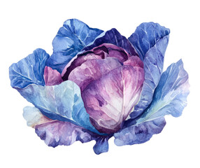 Watercolor cabbage clipart on a white background, isolated with a flat design.