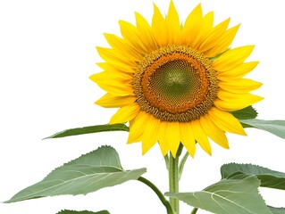 Obraz premium A vibrant yellow sunflower with green leaves is shown here