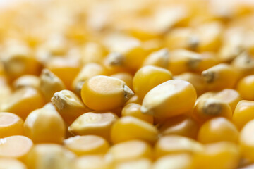 macro photo of corn kernels , shallow depth of field