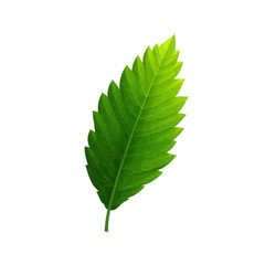 single green leaf vector art modern flat design