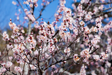 Beautiful Japanese apricot blossoms that bloom in early spring ‘Yaetouji’.