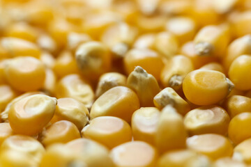 macro photo of corn kernels , shallow depth of field