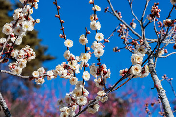 Beautiful Japanese apricot blossoms that bloom in early spring ‘Yaeyabai’.