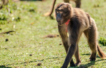 Gelada Baboon - theropithecus gelada