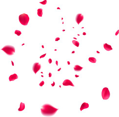 Realistic red rose petals with transparent background. Valentine love, spring and wedding floral cherry blossom background