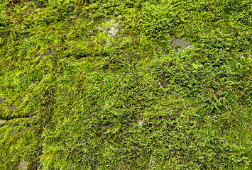 Closeup nature background of the texture and shape of fresh green moss growing in the forest.